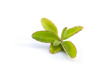 Wall Mural - Air plant leaves isolated on white background. Medicinal herbs.