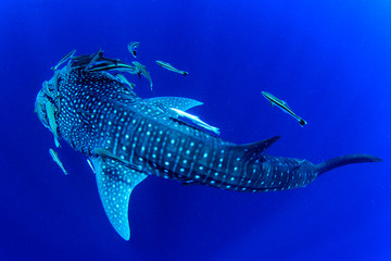 Sticker - Whale Shark 