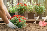 Male hands in protective gloves planting a bush of a red chrysanthemum into the earth