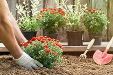 Male Hands In Protective Gloves Planting A Bush Of A Red Chrysanthemum Into The Earth