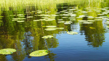 Beautiful Summer Lake.Leaves Water Lilies On The Water.