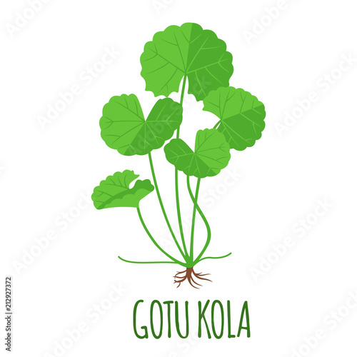 Foto Gotu Kola icon in flat style isolated on white.