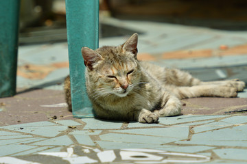 cat resting on the sun 