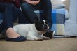 © Wavebreak Media - Couple with their pet dog in living room