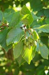 Wall Mural - Alnus glutinosa or black alder green foliage