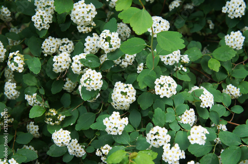 False Spirea Flower Kingdom Best Flower Wallpaper