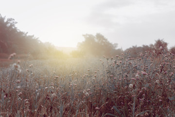 Wall Mural - meadows at sunrise at nature background