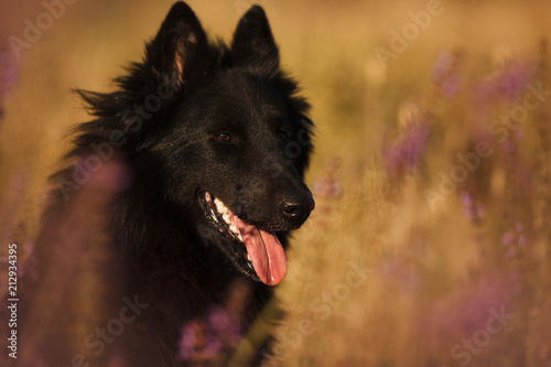 Big Black Long Haired Dog Breed Belgian Shepherd For A Walk Buy