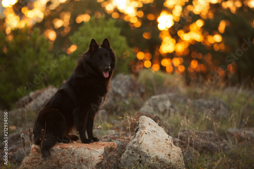 Big Black Long Haired Dog Breed Belgian Sheepdog At Sunset Buy