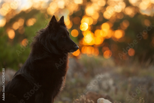 Big Black Long Haired Dog Breed Belgian Sheepdog At Sunset Buy