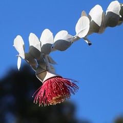 Large spectacular flower of Mottlecah (Eucalyptus macrocarpa) against blue sky