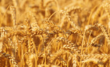 Fototapeta  - Fields of wheat at the end of summer fully ripe