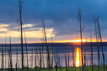 Dead Tree Trunks Resulting From A Forest Fire Backlit By The Setting Sun Across Lake Yellowstone: Yellowstone National Park, Wyoming.