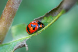 Fototapeta Tulipany - The ladybug on a leaf on a nature background.