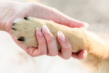 The Girl Holds The Dog's Paw In Her Hand. Dog And Girl Are Loyal Friends. The Girl's Hand With A Beautiful Manicure Holds The Dog's Paw_