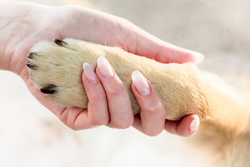 The girl holds the dog's paw in her hand. Dog and girl are loyal friends. The girl's hand with a beautiful manicure holds the dog's paw_