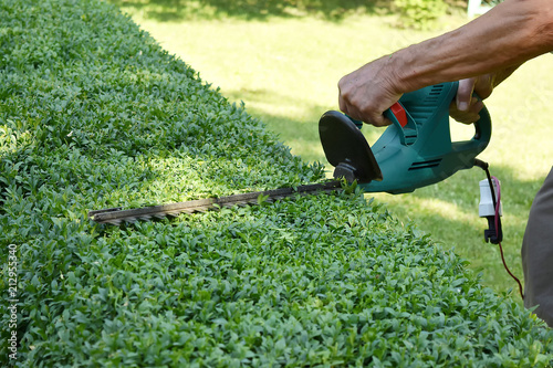 the man is cutting the boxwood bushes. landscape design Tableau sur Toile