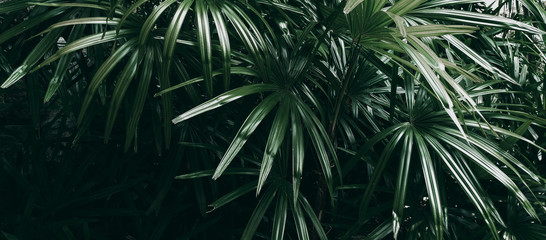 Obraz na płótnie tropikalny ogród las szczyt trawa