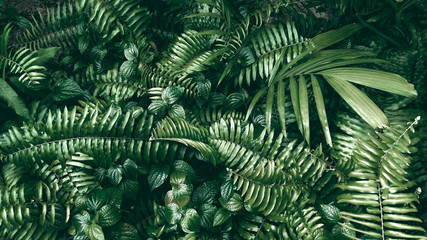 Obraz na płótnie trawa ogród roślina tropikalny