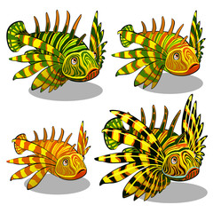 Wall Mural - The set of stages of a growing red lionfish or Pterois volitans isolated on a white background. A family of colorful zebra fish. Vector illustration.