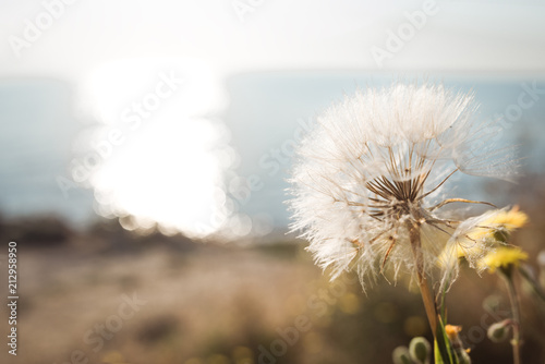 dandelion in front of the sea Fototapeta