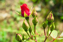 Red Rose Bud With Raindrop - Photograph Of A Single Red Rose Bud Growing On A Bush With Greenery In The Background. Selective Focus On The Flower Bud.