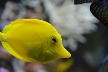 Yellow fish