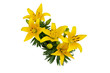 Clump of Yellow Oriental Lilies Isolated on White