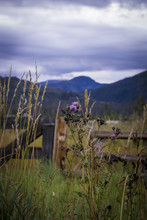 Purple Thistle Growing In Front Of A Log Rain Fence In A Meadow In The Colorado Rocky Mountains, USA