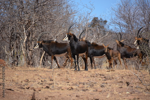 Fotografie, Obraz Female and child group of Sable Antelopes (one of endangered species) is standin