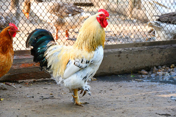 Rooster at the farm