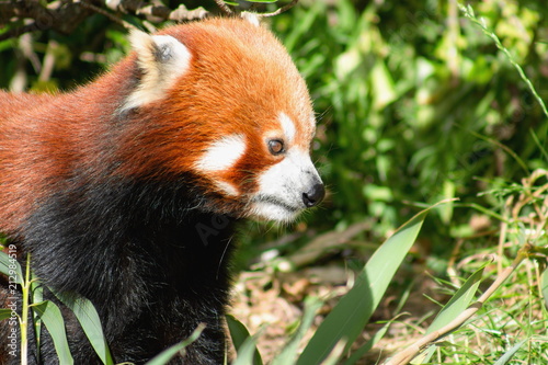 Plakat Zamyka w górę wizerunku Czerwona panda z kopii przestrzenią (Ailurus fulgens)