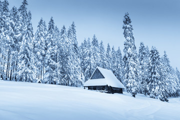 Poster - Winter landscape in blue toning