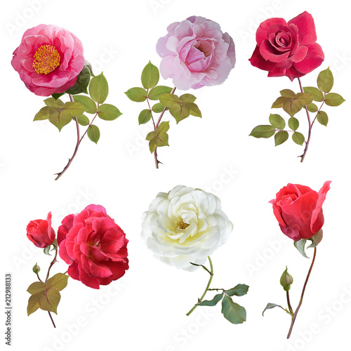 Rose set watercolor