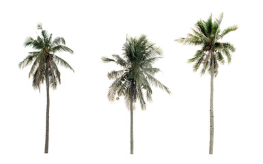 Wall Mural - collection three Palm coconut the garden isolated on white background