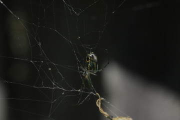 Orchard Weaver Spider Abdomen
