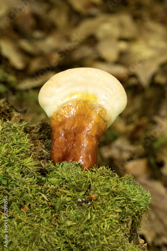 Fotografia, Obraz Hemlock varnish shelf fungus in Penwood State Park, Bloomfield, Connecticut