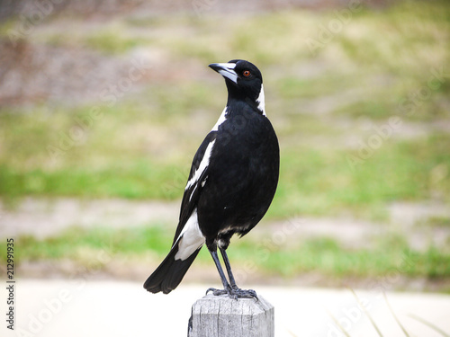 Cuadros en Lienzo An Australian magpie perched on a wood log.