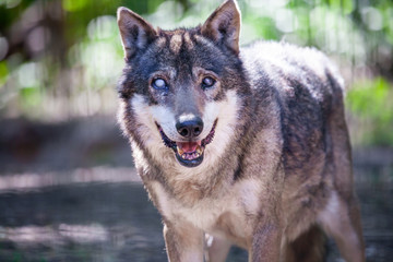 Wall Mural - Portrait of a wolf in a forest