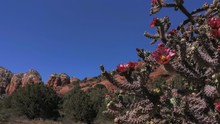 Slow Zoom Of Staghorn Cholla Cactus Blowing In The Wind In Arizona Mountains