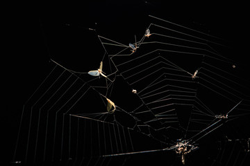 preys on spider web