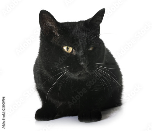 Plakat czarny kot w studio