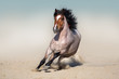 Roan horse free run fast in sandy dast