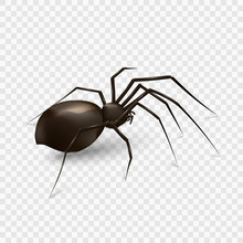 Stock Vector Illustration Spider Isolated On A Transparent Background. EPS 10