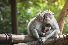 Family Of Monkeys With A Little Baby Macaque Near Tample In Monkey Forest, Ubud, Bali, Indonesia.