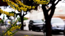 Close Up Of Yellow Blossoms On An Urban Street
