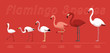 Bird Flamingo Species Set Cartoon Vector Illustration