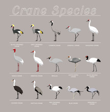 Bird Crane Species Set Cartoon Vector Illustration