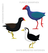 Bird Swamphen Set Cartoon Vector Illustration