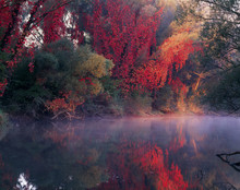 Autumn Mood With Wild Vine, Autumn Colors, Danube Island, Bayou, Vienna, Austria, Europe